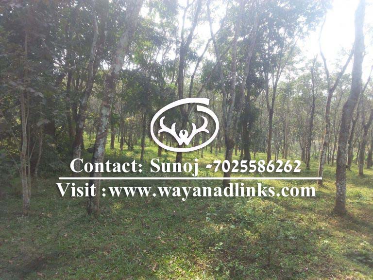 Land for sale wayanad