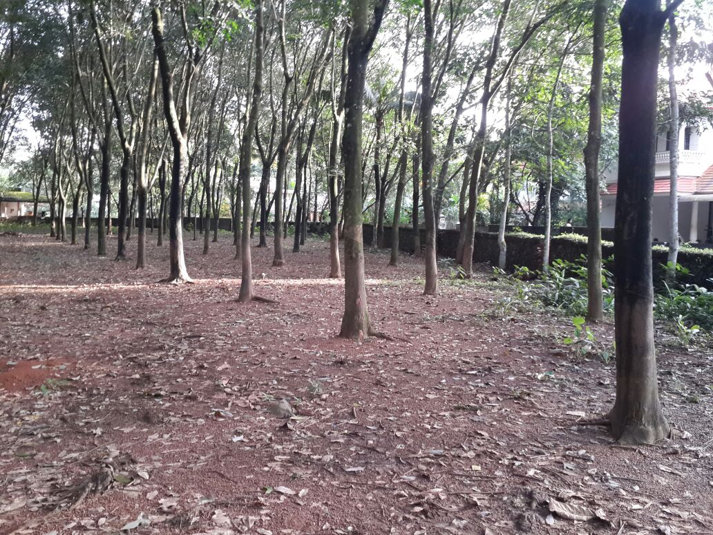 130 Cents of Prime Land for Sale at Njarallur near Pattimattom, Kizhakkambalam, Aluva