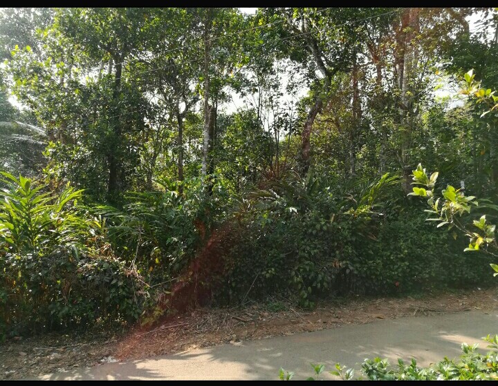 16 Cents Land for sale in Munnar Bison Valley | Buy Sell ...