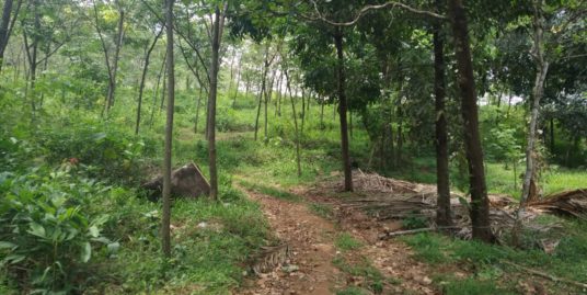 Rubber Estate (7 Acers)