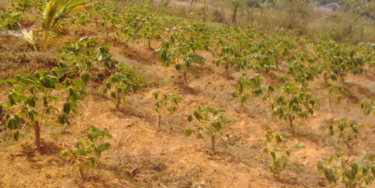 70 CENTS LAND FOR SALE NEAR POTHUNDI DAM, PALAKAD
