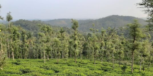 3 Acres Land For Sale In Mananthavady .Is Perfect Land For Resort