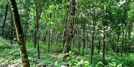 66 Cents Residential Land with Rubber trees for sale in Kadappoor, Kattachira, Kottayam