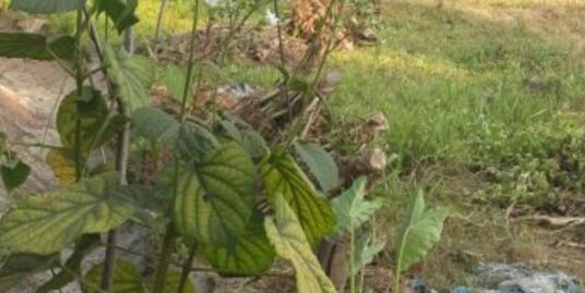 77 cents field land for sale at Mararikulam North Panchayath , Alappuzha