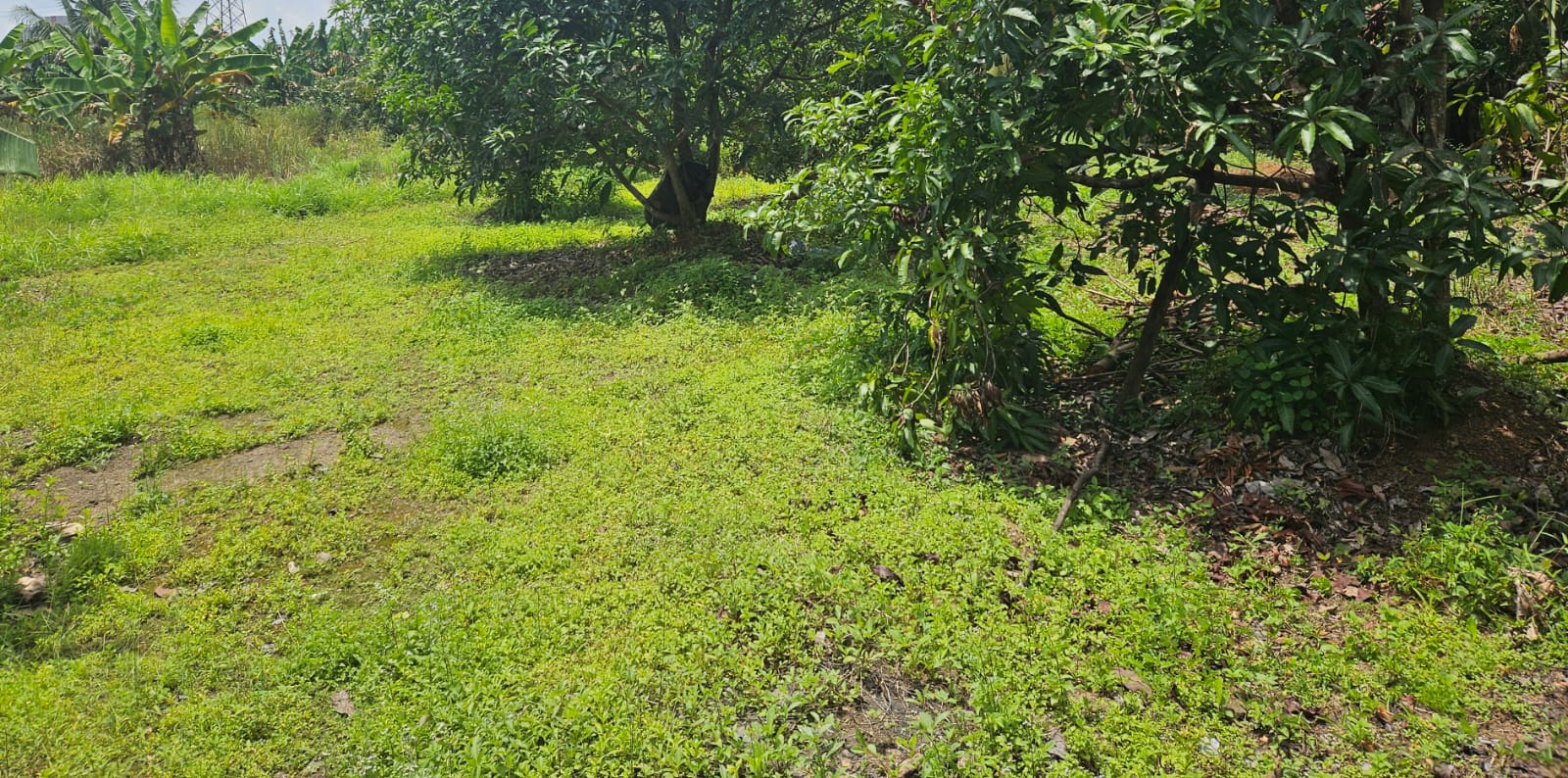 11.5 cents land for sale in Patturaikkal, Thrissur